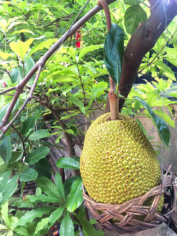 Vườn mít cuối mùa trĩu trịt, có quả nặng gần 40kg phải nhốt vào rọ như chú lợn con, ai nhìn cũng phải thèm thuồng-9