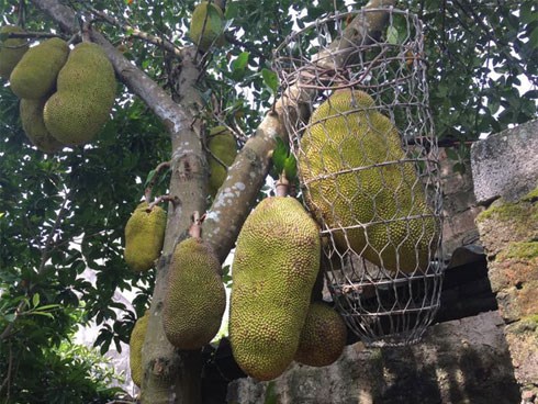 Vườn mít cuối mùa trĩu trịt, có quả nặng gần 40kg phải 