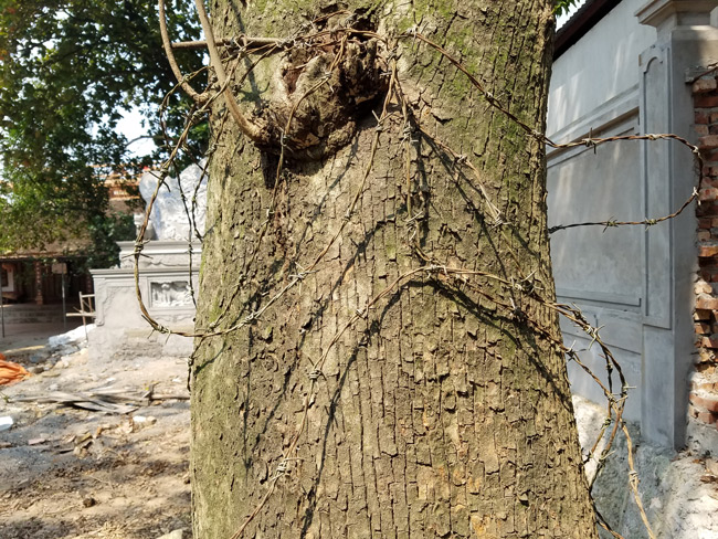 Cận cảnh cây sưa trăm tỷ tại Chương Mỹ, Hà Nội sắp được đấu giá công khai-10