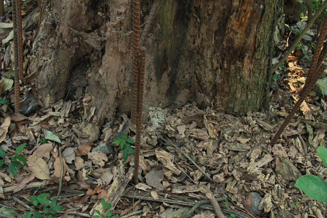 Cận cảnh cây sưa trăm tỷ tại Chương Mỹ, Hà Nội sắp được đấu giá công khai-12