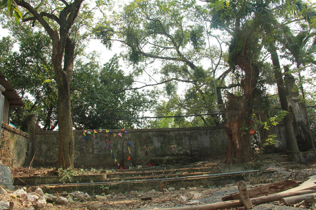 Cận cảnh cây sưa trăm tỷ tại Chương Mỹ, Hà Nội sắp được đấu giá công khai-2