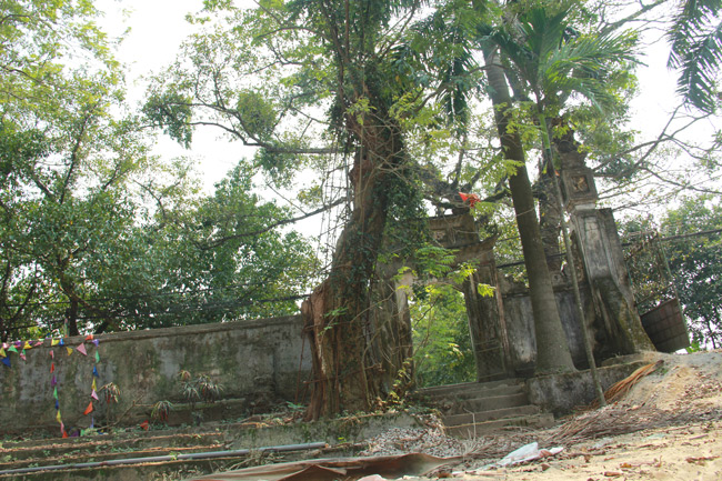 Cận cảnh cây sưa trăm tỷ tại Chương Mỹ, Hà Nội sắp được đấu giá công khai-3