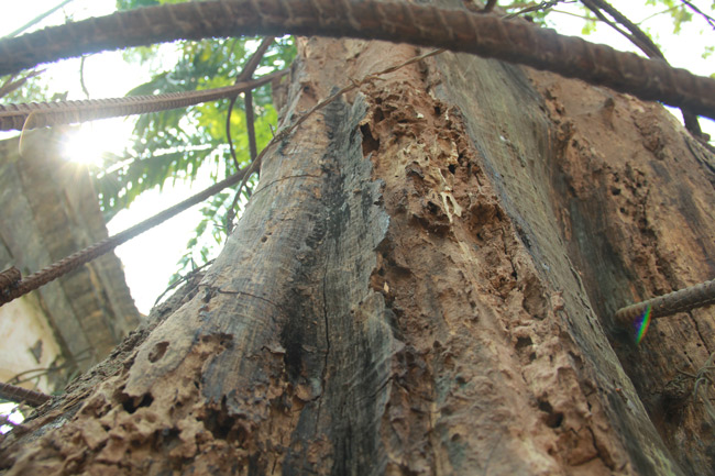 Cận cảnh cây sưa trăm tỷ tại Chương Mỹ, Hà Nội sắp được đấu giá công khai-4