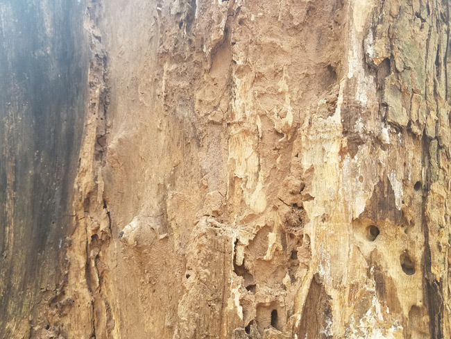 Cận cảnh cây sưa trăm tỷ tại Chương Mỹ, Hà Nội sắp được đấu giá công khai-5