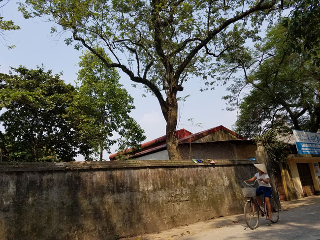 Cận cảnh cây sưa trăm tỷ tại Chương Mỹ, Hà Nội sắp được đấu giá công khai-16