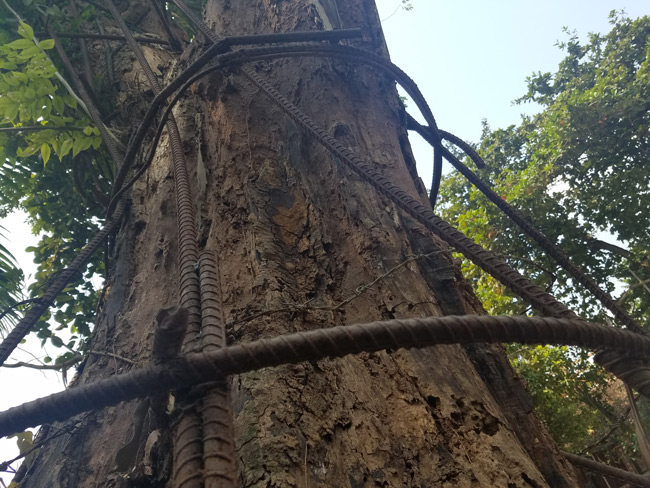 Cận cảnh cây sưa trăm tỷ tại Chương Mỹ, Hà Nội sắp được đấu giá công khai-17