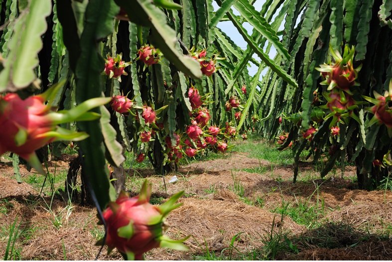 Thanh long rớt giá kỷ lục: Đổ lỗi thương lái Trung Quốc hay tự cứu mình?-3