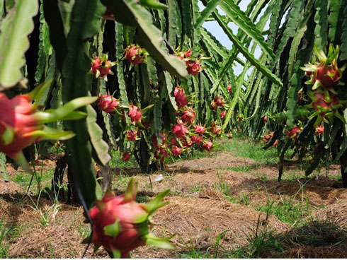 Trung Quốc bất ngờ cắt cầu: Bà con Lào Cai buồn não ruột-4