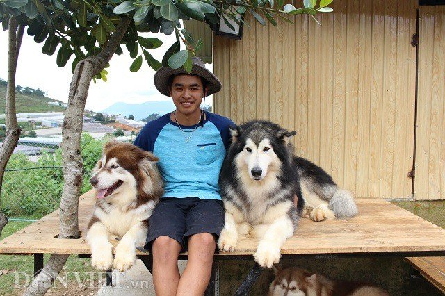 9X nuôi loài chó Tây to xác để khách chụp ảnh và thu trăm triệu/tháng-1