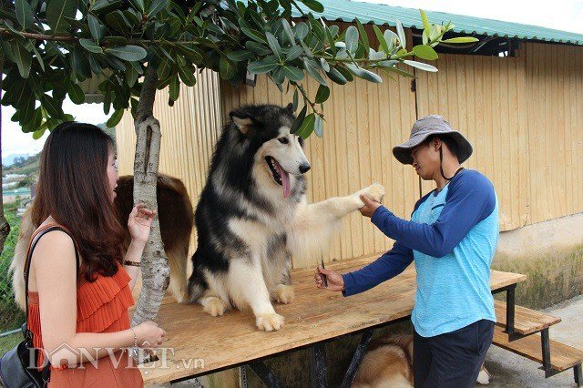 9X nuôi loài chó Tây to xác để khách chụp ảnh và thu trăm triệu/tháng-2