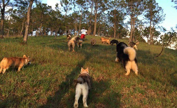 9X nuôi loài chó Tây to xác để khách chụp ảnh và thu trăm triệu/tháng-3