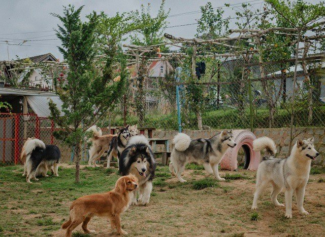 9X nuôi loài chó Tây to xác để khách chụp ảnh và thu trăm triệu/tháng-4