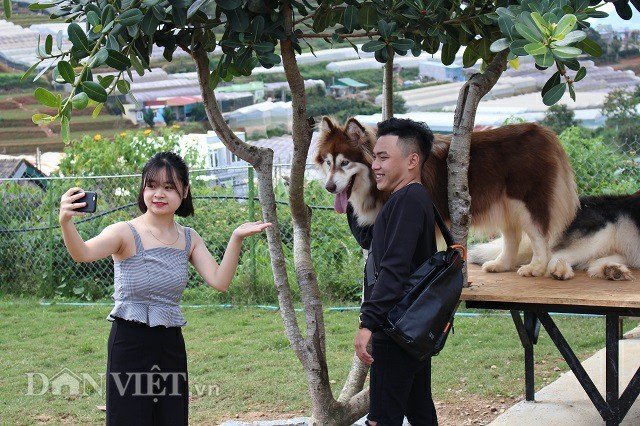 9X nuôi loài chó Tây to xác để khách chụp ảnh và thu trăm triệu/tháng-6
