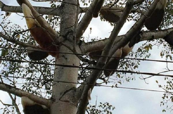 Lạ: Cây gạo có hơn 30 tổ ong, dân buôn trả 20 triệu, chủ không bán-1