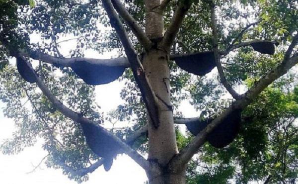 Lạ: Cây gạo có hơn 30 tổ ong, dân buôn trả 20 triệu, chủ không bán-2