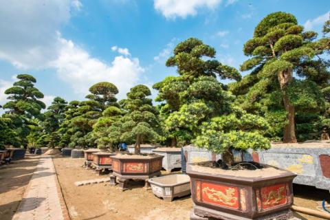 Đại gia chơi cây Toàn đô la nhận quả đắng chỉ vì sính ngoại-2