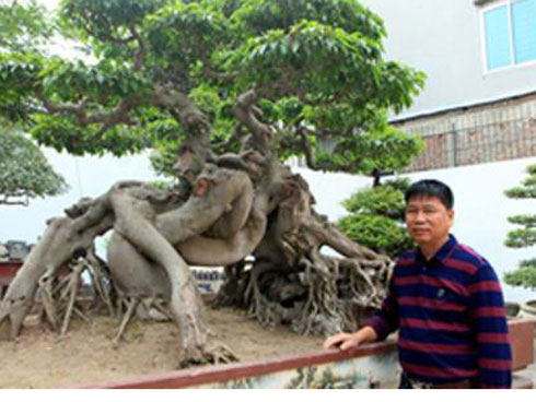 Cụ hoa giấy dáng siêu phàm, còi dí mà giá hơn 100 triệu đồng ở Nam Định-10