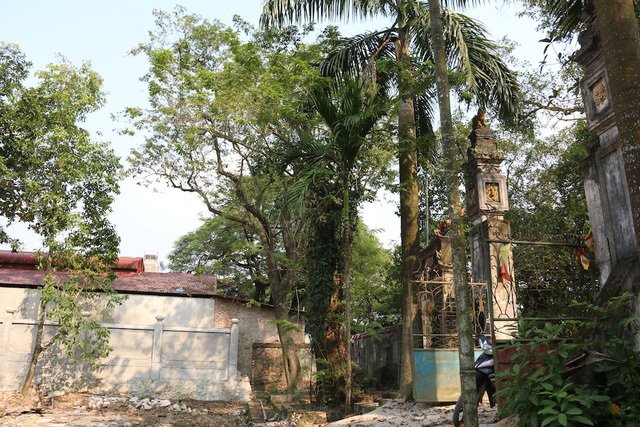 Giải mã bí mật tại sao gỗ sưa đắt hơn vàng-1