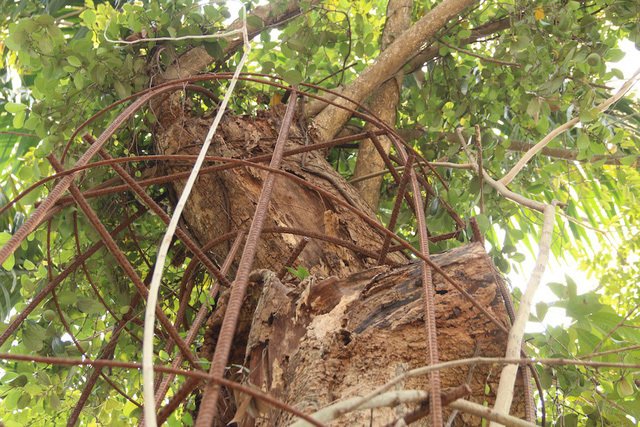 Giải mã bí mật tại sao gỗ sưa đắt hơn vàng-2