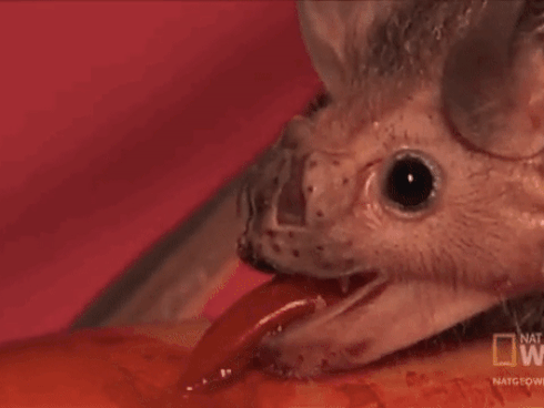 Ở Peru có một loài dơi ma cà rồng, và chúng đang chứa một mối hiểm họa đáng sợ-3