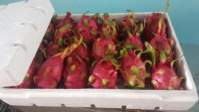 Tôi đang mua thanh long xuất khẩu 120.000 đồng/kg-1