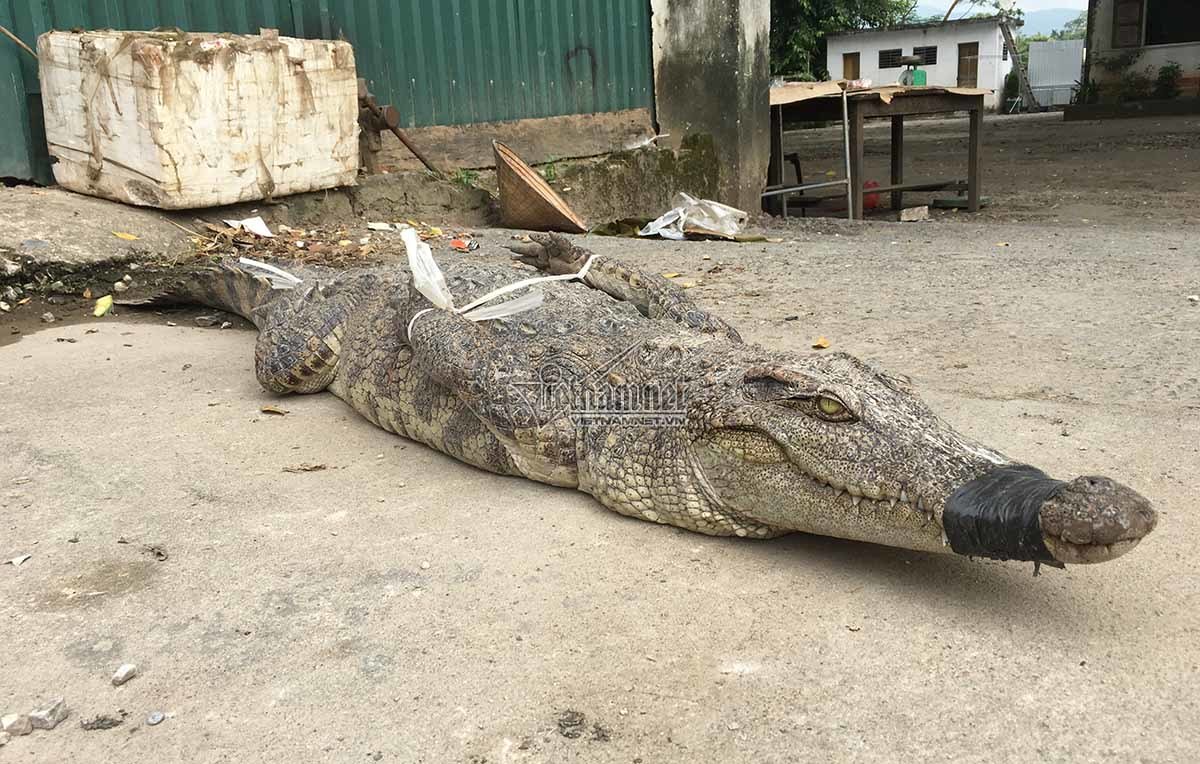 Ớn lạnh cảnh chích điện giết cá sấu ở ‘thủ phủ đá đỏ’-1