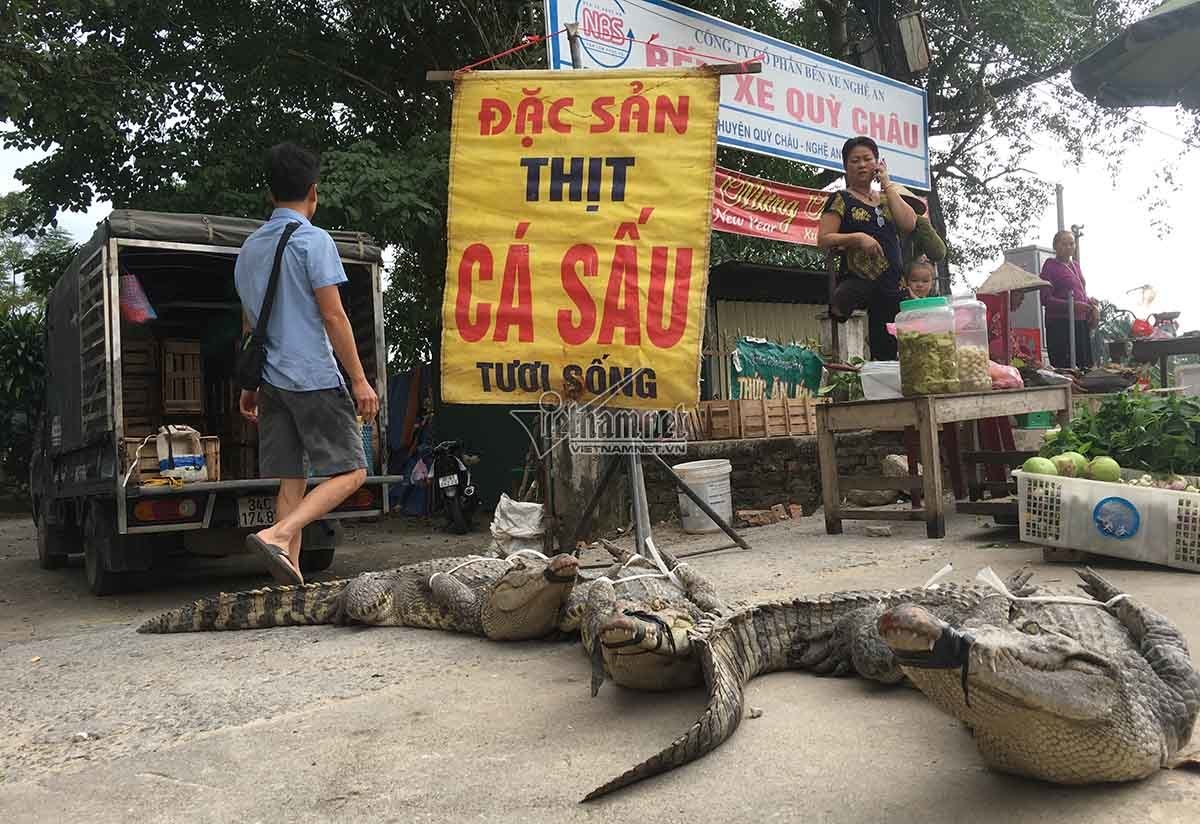 Ớn lạnh cảnh chích điện giết cá sấu ở ‘thủ phủ đá đỏ’-2