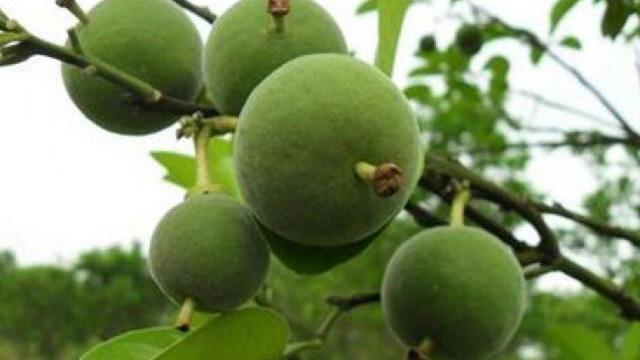 Quả bưởi này xấu xí, đắng ngắt nhưng giá hơn trăm triệu/quả vì có chứa chất y dược cực quý-2