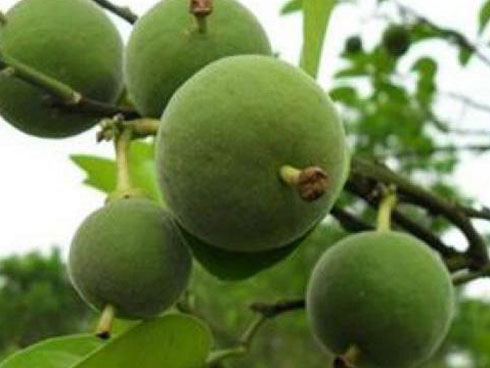 Chanh ngón tay có hương vị lạ giá 3,5 triệu đồng/kg-10