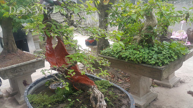 Cụ hoa giấy dáng siêu phàm, còi dí mà giá hơn 100 triệu đồng ở Nam Định-3