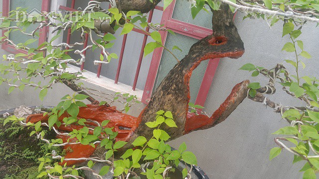 Cụ hoa giấy dáng siêu phàm, còi dí mà giá hơn 100 triệu đồng ở Nam Định-5