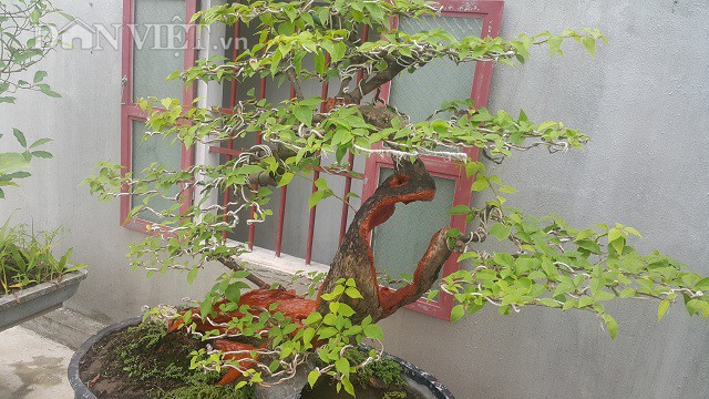 Cụ hoa giấy dáng siêu phàm, còi dí mà giá hơn 100 triệu đồng ở Nam Định-6