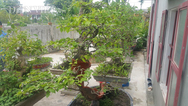 Cụ hoa giấy dáng siêu phàm, còi dí mà giá hơn 100 triệu đồng ở Nam Định-9