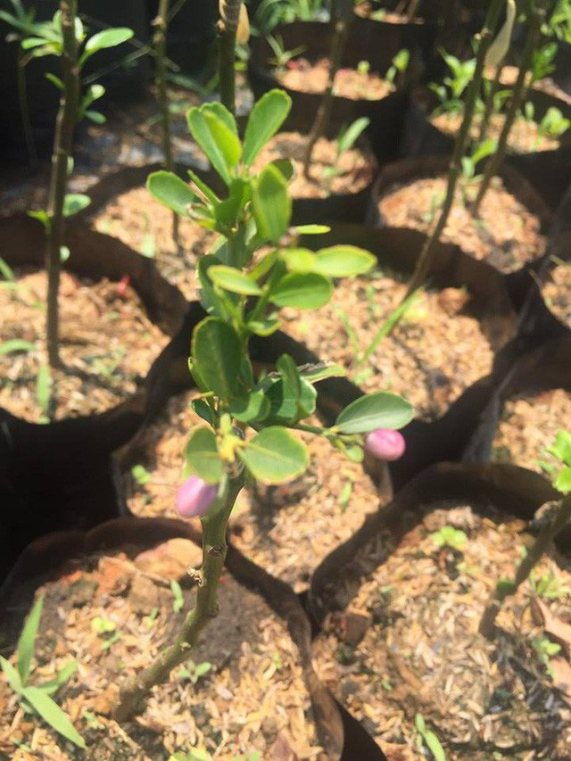 Chanh ngón tay có hương vị lạ giá 3,5 triệu đồng/kg-5