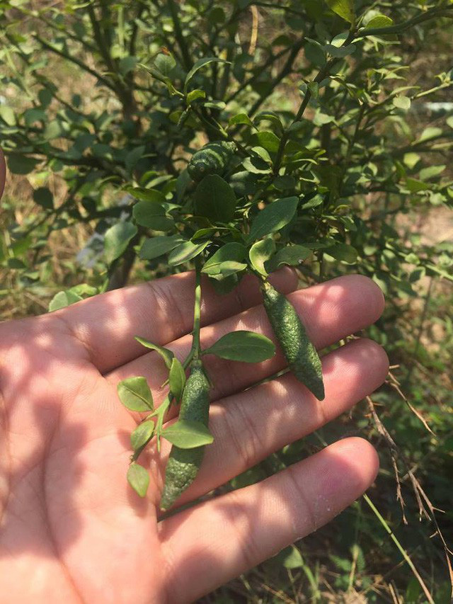 Chanh ngón tay có hương vị lạ giá 3,5 triệu đồng/kg-8