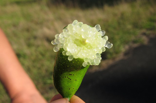 Chanh ngón tay có hương vị lạ giá 3,5 triệu đồng/kg-9