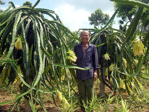 Rùng rùng đi lùng mua mầm phong lan đột biến 7 tỷ-3