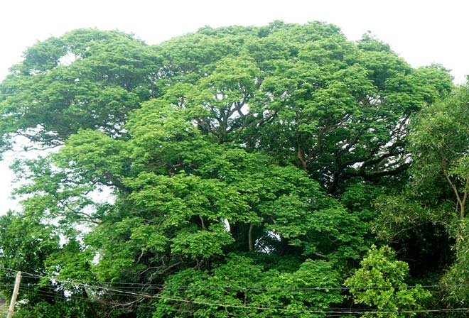 Chuyện ít biết về cụ sưa 7 đời khủng nhất Việt Nam-2