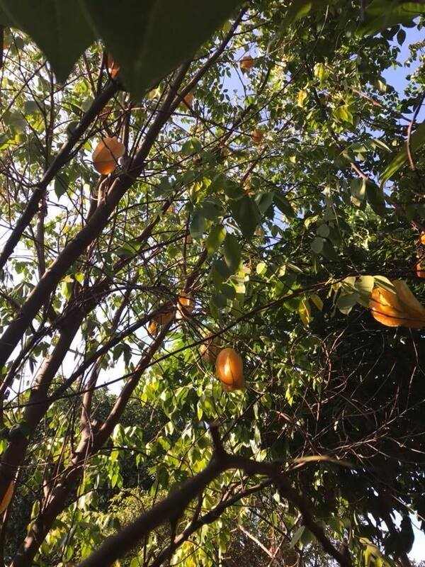 Soi nhà Quang Lê tại Mỹ: Nhìn bên ngoài tưởng miệt vườn vào trong mới biết là cung điện-3