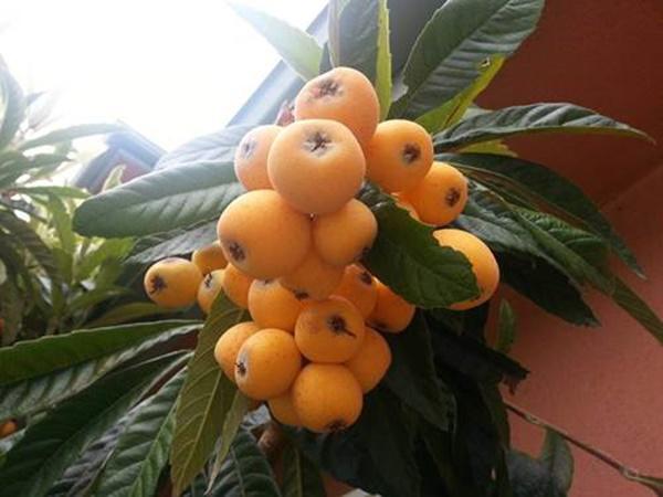 Soi nhà Quang Lê tại Mỹ: Nhìn bên ngoài tưởng miệt vườn vào trong mới biết là cung điện-8