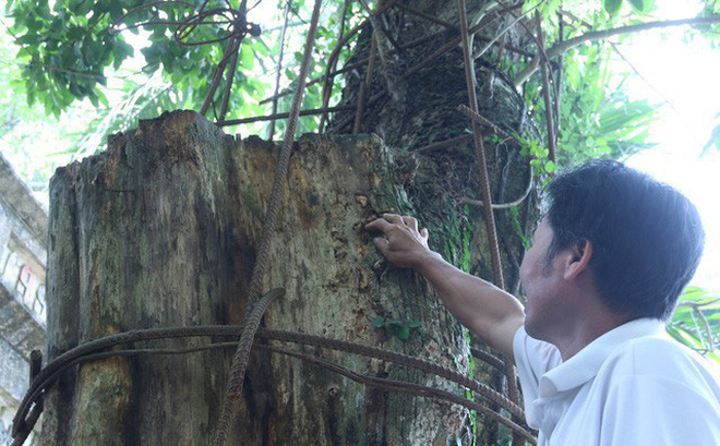 Kỳ án gỗ sưa Chương Mỹ: Đại gia chi 20,5 tỷ đồng mua gỗ điêu đứng, phải bán nhà, bán đất-1