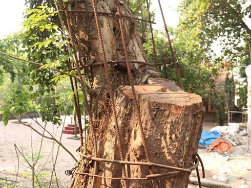 Kỳ án gỗ sưa Chương Mỹ: Đại gia chi 20,5 tỷ đồng mua gỗ điêu đứng, phải bán nhà, bán đất