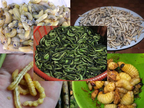 Món sâu rán: Kinh sợ nhưng ăn rất phê-3
