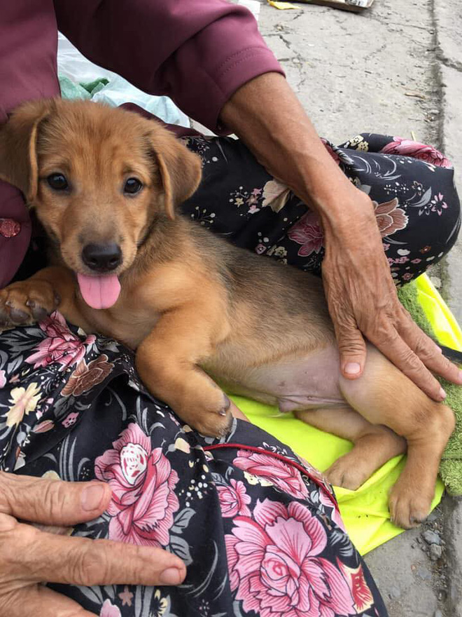 Nụ hôn từ biệt của cụ già và chú chó nhỏ: Câu chuyện không ai cầm được nước mắt giữa phố Sài Gòn-2