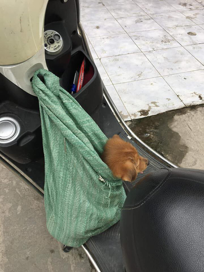 Nụ hôn từ biệt của cụ già và chú chó nhỏ: Câu chuyện không ai cầm được nước mắt giữa phố Sài Gòn-7