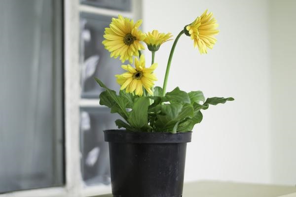 Tống khứ mùi hôi thuốc lá ra khỏi nhà với những mẹo cực đơn giản-2