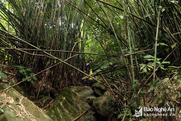 Vượt rừng săn sâu khủng” làm món ăn ở vùng cao Nghệ An-1