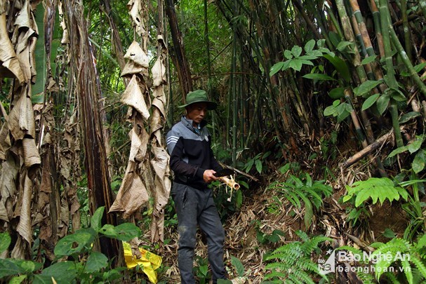 Vượt rừng săn sâu khủng” làm món ăn ở vùng cao Nghệ An-2