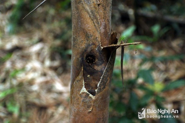 Vượt rừng săn sâu khủng” làm món ăn ở vùng cao Nghệ An-3