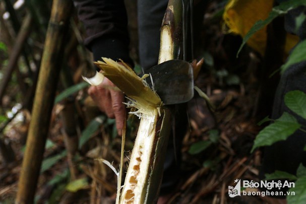 Vượt rừng săn sâu khủng” làm món ăn ở vùng cao Nghệ An-4